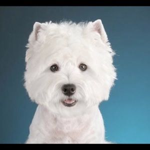 Meet your Posher, Timothy